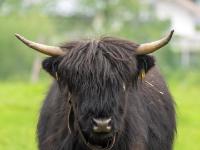 Dunkles, zotteliges Hochlandrind